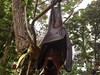 Kaloň lopatkový (Indonésie, Markéta Losová)